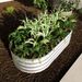 2Pcs 4x2x1ft Raised Garden Bed Kit, Galvanized Planter Raised Garden Beds For Outdoor For Vegetables,Flowers &Herbs, Heavy Duty, Rust-Resistant, Easy Assembly_maomaolike.com