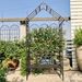 Metal Garden Arch With Bench Turned Into Flower Stand W58.07*H97.24 Climbing Plants Support Rose Arch Outdoor Black_maomaolike.com