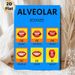 Alveolar Sounds Painting Poster, Bright & Clear Phonetics Chart Poster, Displays Mouth Shapes For English Alveolar Sounds, Helpful For Pronunciation_maomaolike.com