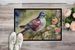 Pigeon Doormat Front Door Mat Indoor Outdoor Rugs For Entryway, Non Slip Washable Low Pile, 24H X 36W_maomaolike.com