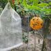 1/12pcs Outdoor Fruit Catcher Ball Pest Control Sticky Traps Hanging Fly Bee Wasps Trap Garden Orchard Lawn Care Supply_maomaolike.com