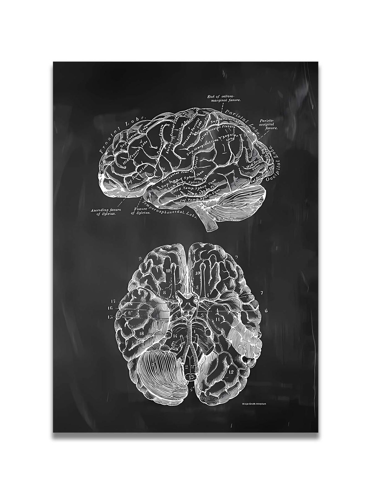 Anatomical Decorative Paintings, Medical Spaces, Human Muscles, Brain, Hand Bones, Heart, Skeleton, Spine, Foot Bones And Organs, Anatomical Atlas_maomaolike.com
