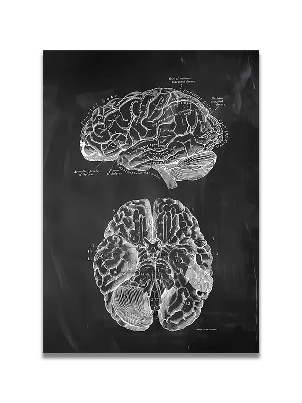 Anatomical Decorative Paintings, Medical Spaces, Human Muscles, Brain, Hand Bones, Heart, Skeleton, Spine, Foot Bones And Organs, Anatomical Atlas_maomaolike.com