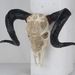 Bone-Inspired Bull Head Hanging Ornament-Resin Craft,Lifelike Details,North American Style_maomaolike.com