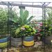 Metal Garden Arch L80.3'' X W20.47'' X H81.1'' Climbing Plants Support Rose Arch Outdoor Black_maomaolike.com