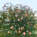 2 Pack Metal Garden Trellis 86.7" X 19.7" Rustproof Trellis For Climbing Plants Outdoor Flower Support Peacock Style Black_maomaolike.com