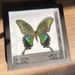 Simulation Butterfly Specimen European Style Decorative Painting DIY Photo Frame Desktop Home Decoration Birthday Gift_maomaolike.com