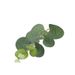 Wedding Artificial Flower Arrangement With Money Eucalyptus Leaf Single Stem Green Plant Bouquet For Wedding Ceremony_maomaolike.com