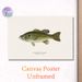 Largemouth Bass Painting Poster, Realistic Natural-toned Fish Illustration Poster, Detailed Educational Artwork Ideal For Fishing Enthusiasts' Living_maomaolike.com