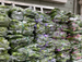 Artificial Wisteria Fake Decorative Twining Hanging Plastic Vine String Flower Plant Air Conditioner Pipe Cover_maomaolike.com