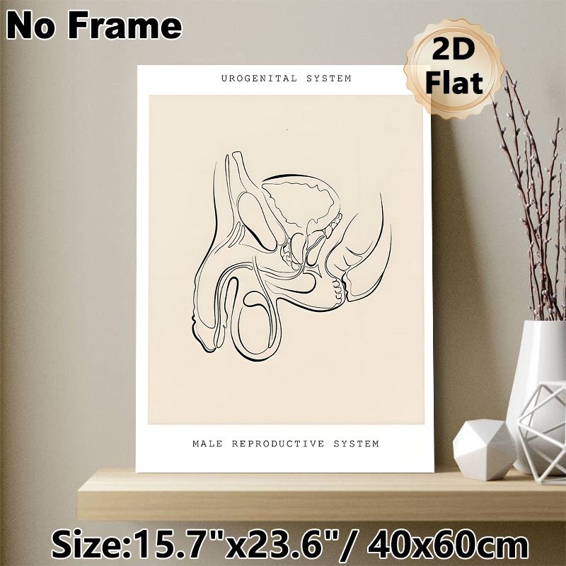 Male Urogenital System Painting Poster, Minimalist Monochrome Line Art Anatomical Poster, Clear Anatomical Illustration Suitable For Medical Clinics_maomaolike.com