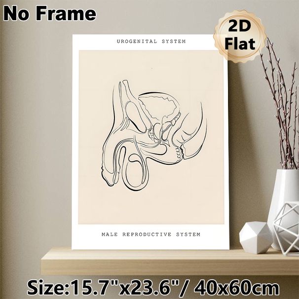 Male Urogenital System Painting Poster, Minimalist Monochrome Line Art Anatomical Poster, Clear Anatomical Illustration Suitable For Medical Clinics_maomaolike.com
