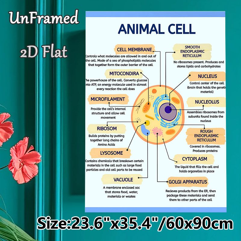 Animal Cell Diagram Painting Poster, Clear Labeled Scientific Illustration Poster, Informative Guide To Learn Animal Cell Structures, Ideal For Study_maomaolike.com