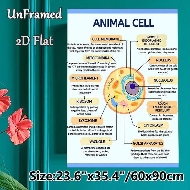 Animal Cell Diagram Painting Poster, Clear Labeled Scientific Illustration Poster, Informative Guide To Learn Animal Cell Structures, Ideal For Study_maomaolike.com