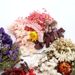 Preserved Dried DIY Material Kit Real Natural Air-Dried Candle Fan Frame Greeting Card Decoration Handmade Flower_maomaolike.com