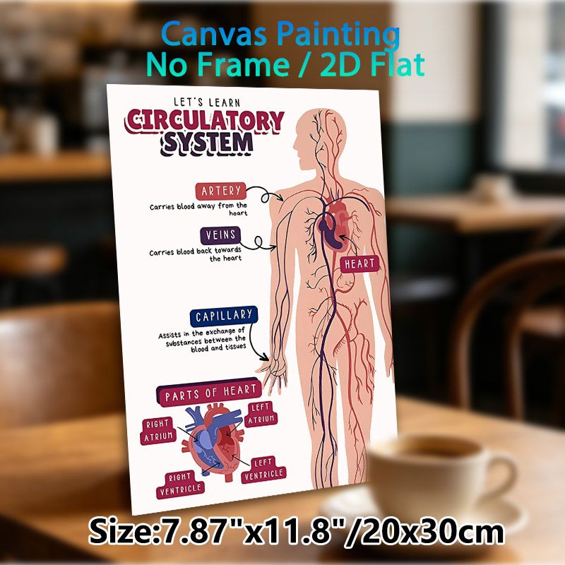Circulatory System Painting Poster, Informative Clear Labeled Anatomical Illustration Poster, Educational Design To Learn Human Circulatory Structure_maomaolike.com