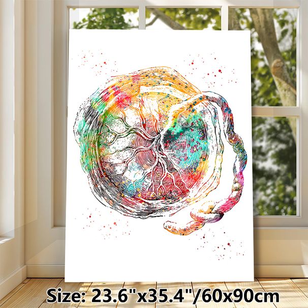 Placenta Anatomy Painting Poster, Vibrant Watercolor Detailed Anatomical Art Poster, Unique Medical-themed Decor Suitable For Clinic, Office And Home_maomaolike.com