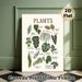 Houseplants Identification Painting Poster, Hand-drawn Illustrated Indoor Houseplants Poster, Informative Plant Naming Guide, Suitable For Home_maomaolike.com