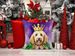 Goldendoodle King Of Mardi Gras Throw Pillow Machine Washable, Indoor Outdoor Decorative Pillow For Couch, Bed Or Patio, 14Hx14W_maomaolike.com