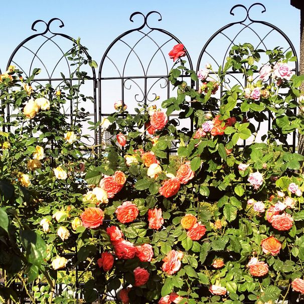 2 Pack Metal Garden Trellis 71" X 19.7" Rustproof Trellis For Climbing Plants Outdoor Flower Support Black_maomaolike.com