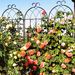 2 Pack Metal Garden Trellis 71" X 19.7" Rustproof Trellis For Climbing Plants Outdoor Flower Support Black_maomaolike.com