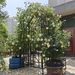 Metal Garden Arch With Gate W58.07*H97.24 Climbing Plants Support Rose Arch Outdoor Black_maomaolike.com