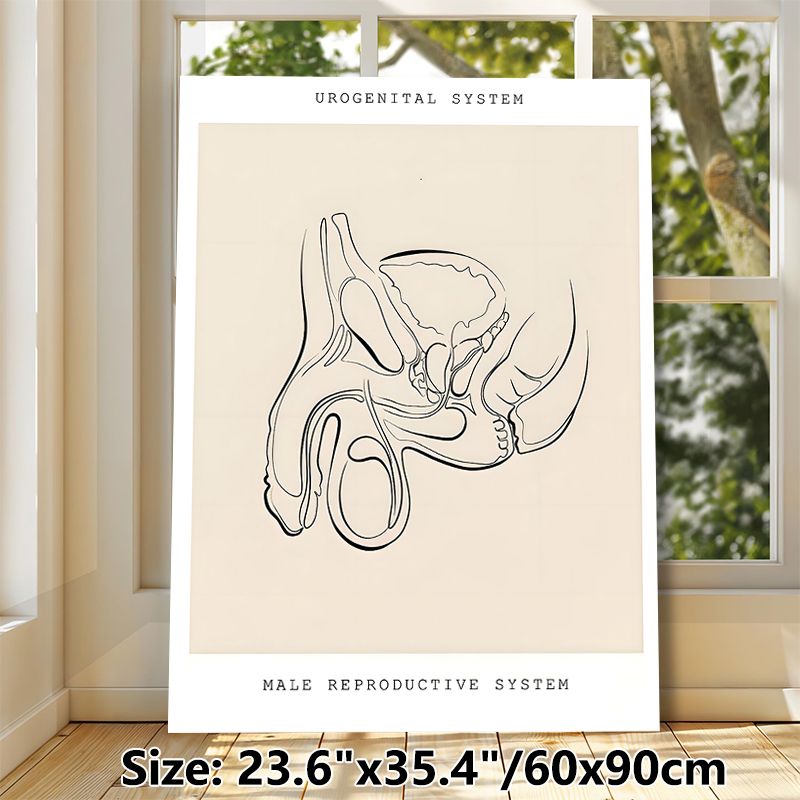Male Urogenital System Painting Poster, Minimalist Monochrome Line Art Anatomical Poster, Clear Anatomical Illustration Suitable For Medical Clinics_maomaolike.com