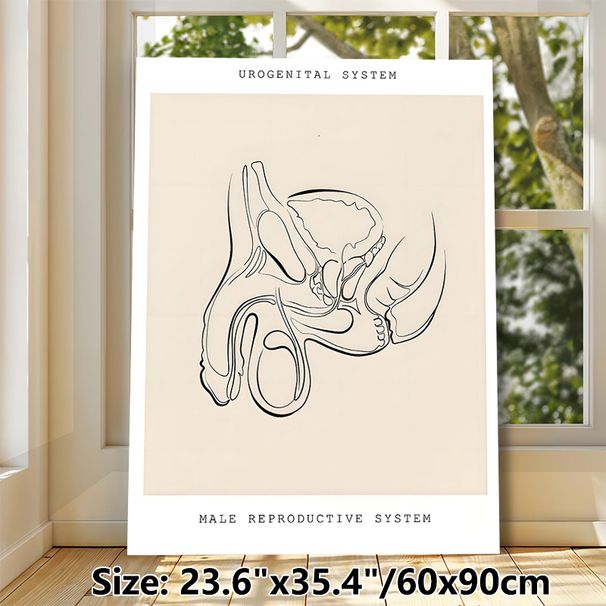 Male Urogenital System Painting Poster, Minimalist Monochrome Line Art Anatomical Poster, Clear Anatomical Illustration Suitable For Medical Clinics_maomaolike.com