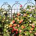4 Pack Metal Garden Trellis 71" X 19.7" Rustproof Trellis For Climbing Plants Outdoor Flower Support_maomaolike.com