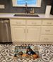 Bloodhound Fall Kitchen Pumpkins Memory Foam Kitchen Mat Machine Washable Anti-Fatigue Mat Cushion Comfort Bath Mat Or Kitchen Rug_maomaolike.com