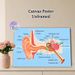 Human Ear Anatomy Painting Poster, Clear Scientific Illustrated Poster, Detailed Labeled Ear Structure Diagram, Practical Educational Decor For_maomaolike.com