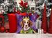 Brittany Spaniel King Of Mardi Gras Throw Pillow Machine Washable, Indoor Outdoor Decorative Pillow For Couch, Bed Or Patio, 14Hx14W_maomaolike.com