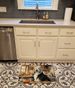 Bearded Collie Fall Kitchen Pumpkins Memory Foam Kitchen Mat Machine Washable Anti-Fatigue Mat Cushion Comfort Bath Mat Or Kitchen Rug_maomaolike.com