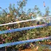 50/80M Anti Pigeon Repellent Scare Flashing Reflective Tape Double-sided Bird Repeller Pest Control Ribbon_maomaolike.com