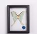 3D Hollow Empty Butterfly Specimen DIY Handmade Ornament Bar Display Frame European Style_maomaolike.com