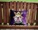 American Bulldog King Of Mardi Gras Throw Pillow Machine Washable, Indoor Outdoor Decorative Pillow For Couch, Bed Or Patio, 14Hx14W_maomaolike.com