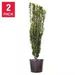 Ilex Sky Pencil Plant, 2-pack_maomaolike.com
