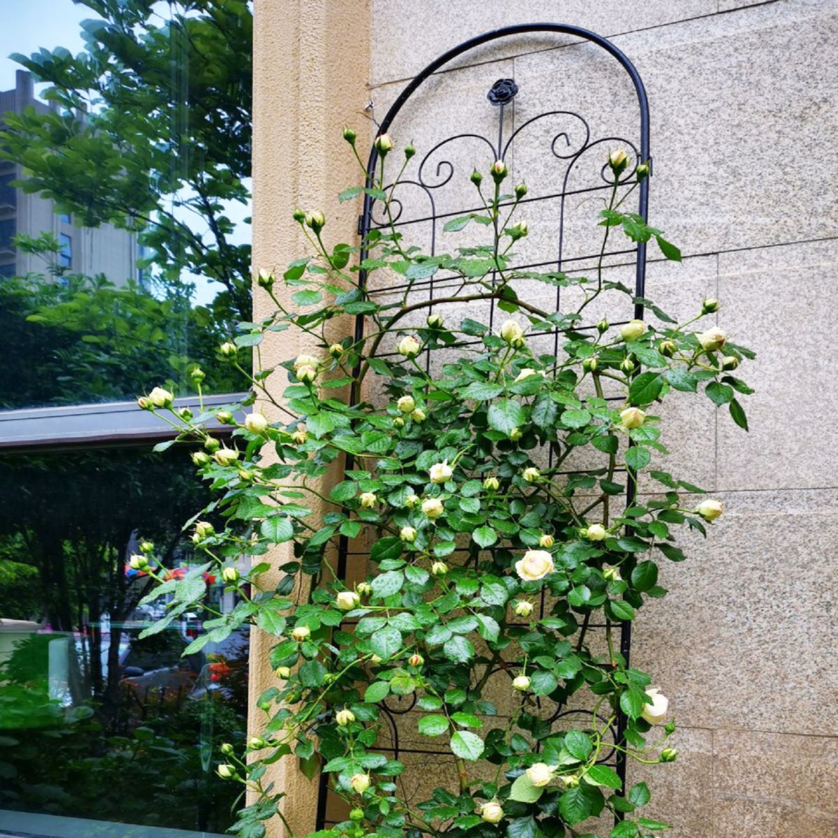 2 Pack Metal Garden Trellis For Climbing Plants Outdoor 86.7'' X 19.7'' Rustproof Plant Support Rose Trellis Netting Trellis Black_maomaolike.com