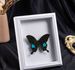 3D Hollow Empty Butterfly Specimen DIY Handmade Ornament Bar Display Frame European Style_maomaolike.com