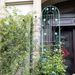 4 Pack Metal Garden Trellis 86.7" X 19.7" Rustproof Trellis For Climbing Plants Outdoor Flower Support Light Green_maomaolike.com