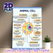 Animal Cell Diagram Painting Poster, Clear Labeled Scientific Illustration Poster, Informative Guide To Learn Animal Cell Structures, Ideal For Study_maomaolike.com
