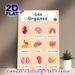 Human Organs Painting Poster, Vibrant Cartoon-style Organs With French Naming Labels Poster, Educational Visual Aid For Anatomy Learning, Suitable For_maomaolike.com
