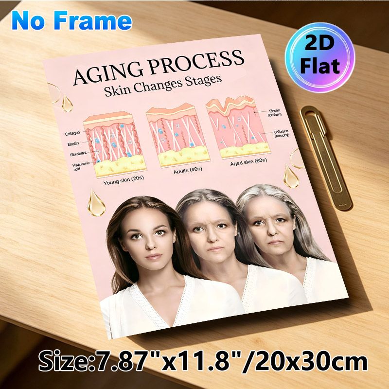 Skin Aging Process Painting Poster, Informative Illustrated Skin Stage Comparison Poster, Educational Skincare Reference Ideal For Beauty Salon_maomaolike.com