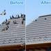 Stainess Stee Pigeon Squirre Repeer Deterrent Nai Toos Contro Pest Bird Spikes For Roof Fence Bacony Window_maomaolike.com