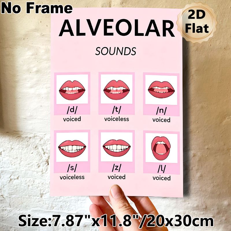 Alveolar Sounds Educational Painting Poster, Clear Illustrated Phonetics Poster, Visual Reference For English Pronunciation Learning, Suitable For_maomaolike.com