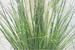 Natural Grass Dried Flowers, Trendy Instagram-style Artificial Green Plants For Floor Display, Mall Window Display_maomaolike.com
