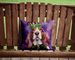 Basset Hound King Of Mardi Gras Throw Pillow Machine Washable, Indoor Outdoor Decorative Pillow For Couch, Bed Or Patio, 14Hx14W_maomaolike.com