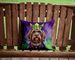 Wirehaired Pointing Griffon King Of Mardi Gras Throw Pillow Machine Washable, Indoor Outdoor Decorative Pillow For Couch, Bed Or Patio, 14Hx14W_maomaolike.com