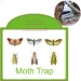 Pantry Clothes Kitchen Food Home Garden Pest Control Moth Traps Pheromone Sticker Moths Trap_maomaolike.com