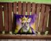 French Bulldog King Of Mardi Gras Throw Pillow Machine Washable, Indoor Outdoor Decorative Pillow For Couch, Bed Or Patio, 14Hx14W_maomaolike.com